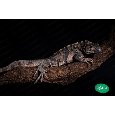 Iguana gigante rayada - Ctenosaura similis 
